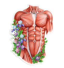 Male Torso Anatomy Sticker - Floral