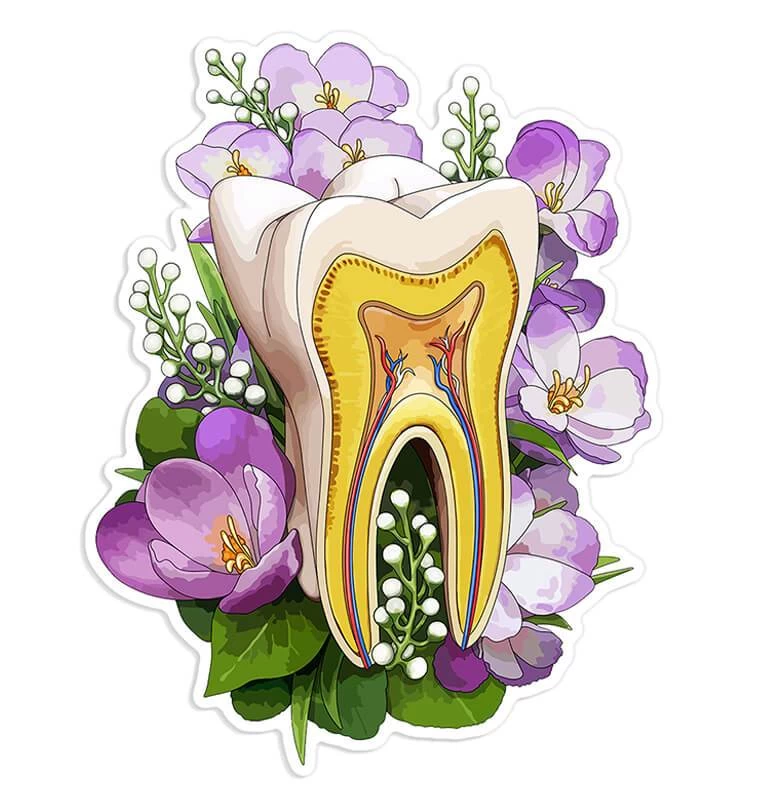 Tooth Anatomy Sticker II - Floral 3 Tooth Anatomy Sticker II - Floral