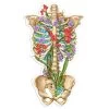 Rib Cage Anatomy Sticker II - Floral -Codex Anatomicus Shop ST057