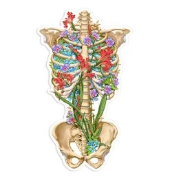 Rib Cage Anatomy Sticker II - Floral