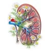 Kidney Anatomy Sticker II - Floral -Codex Anatomicus Shop ST061