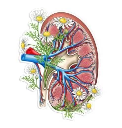 Kidney Anatomy Sticker II - Floral