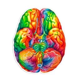 Brain Anatomy Sticker II - Watercolor Splash