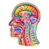 Brain Anatomy Sticker III - Watercolor Splash -Codex Anatomicus Shop ST065