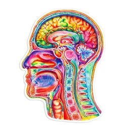 Brain Anatomy Sticker III - Watercolor Splash