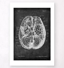 Brain Anatomy I - Chalkboard -Codex Anatomicus Shop V LPA 200