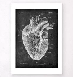 Heart Anatomy I - Chalkboard -Codex Anatomicus Shop V LPA 201