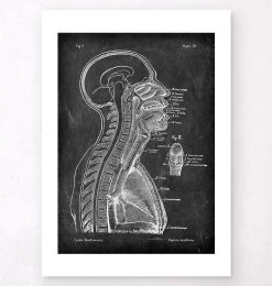 Brain And Spinal Cord - Chalkboard -Codex Anatomicus Shop V LPA 204