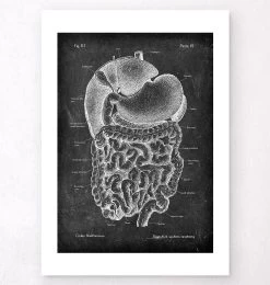 Digestive System Anatomy Art - Chalkboard -Codex Anatomicus Shop V LPA 206