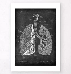 Lungs Anatomy - Chalkboard -Codex Anatomicus Shop V LPA 207