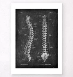 Spine Anatomy - Chalkboard 9 Spine Anatomy - Chalkboard -Codex Anatomicus Shop V LPA 208