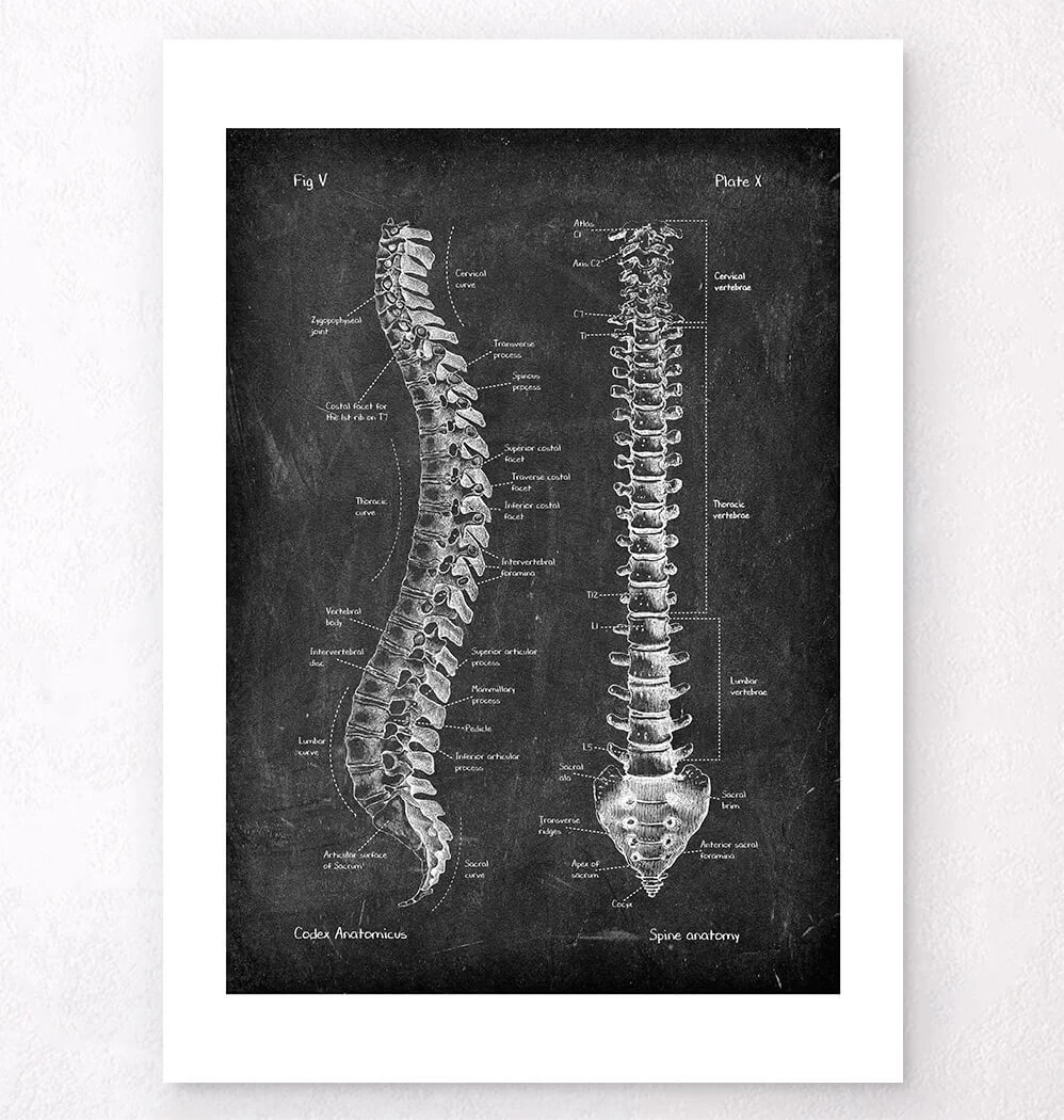Spine Anatomy - Chalkboard 6 Spine Anatomy - Chalkboard - Image 4
