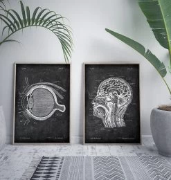 Eye Anatomy - Chalkboard -Codex Anatomicus Shop V LPA 211 3
