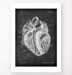 Dissected Heart Anatomy - Chalkboard 9 Dissected Heart Anatomy - Chalkboard -Codex Anatomicus Shop V LPA 214
