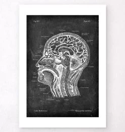 Head Section Anatomy - Chalkboard -Codex Anatomicus Shop V LPA 215