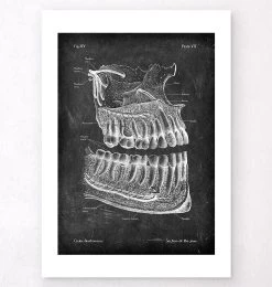 Teeth And Jaws Anatomy - Chalkboard -Codex Anatomicus Shop V LPA 216
