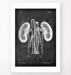 Kidneys Anatomy Art - Chalkboard -Codex Anatomicus Shop V LPA 219 538f1030 b51b 4436 a359 6f0ac7bd4f99