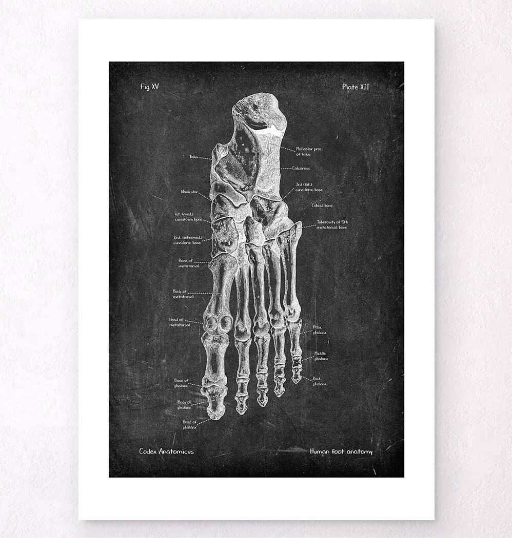 Foot Anatomy - Chalkboard 6 Foot Anatomy - Chalkboard - Image 4