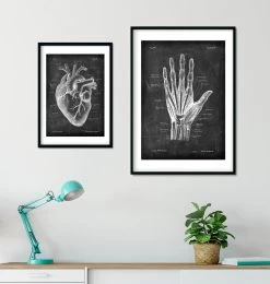 Hand Anatomy - Chalkboard -Codex Anatomicus Shop V LPA 226 2