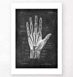 Hand Anatomy - Chalkboard -Codex Anatomicus Shop V LPA 226 b56078a9 3e7a 4bc0 a549 aa43d586d9e9