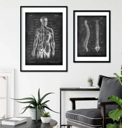 Back Muscles Anatomy - Chalkboard -Codex Anatomicus Shop V LPA 229 2