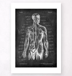 Back Muscles Anatomy - Chalkboard -Codex Anatomicus Shop V LPA 229