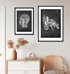 Ear Anatomy - Chalkboard -Codex Anatomicus Shop V LPA 230 2