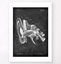 Ear Anatomy - Chalkboard -Codex Anatomicus Shop V LPA 230