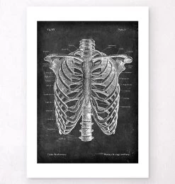 Rib Cage Anatomy - Chalkboard 9 Rib Cage Anatomy - Chalkboard -Codex Anatomicus Shop V LPA 270
