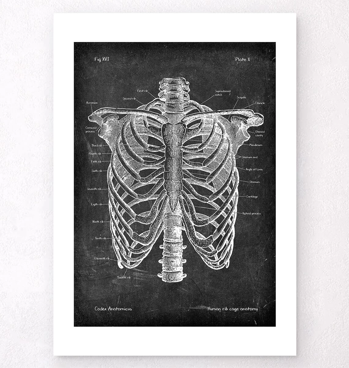Rib Cage Anatomy - Chalkboard 6 Rib Cage Anatomy - Chalkboard - Image 4
