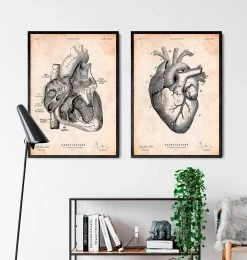 Heart Section Art Print I 7 Heart Section Art Print I -Codex Anatomicus Shop ca143 2
