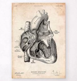 Heart Section Art Print I