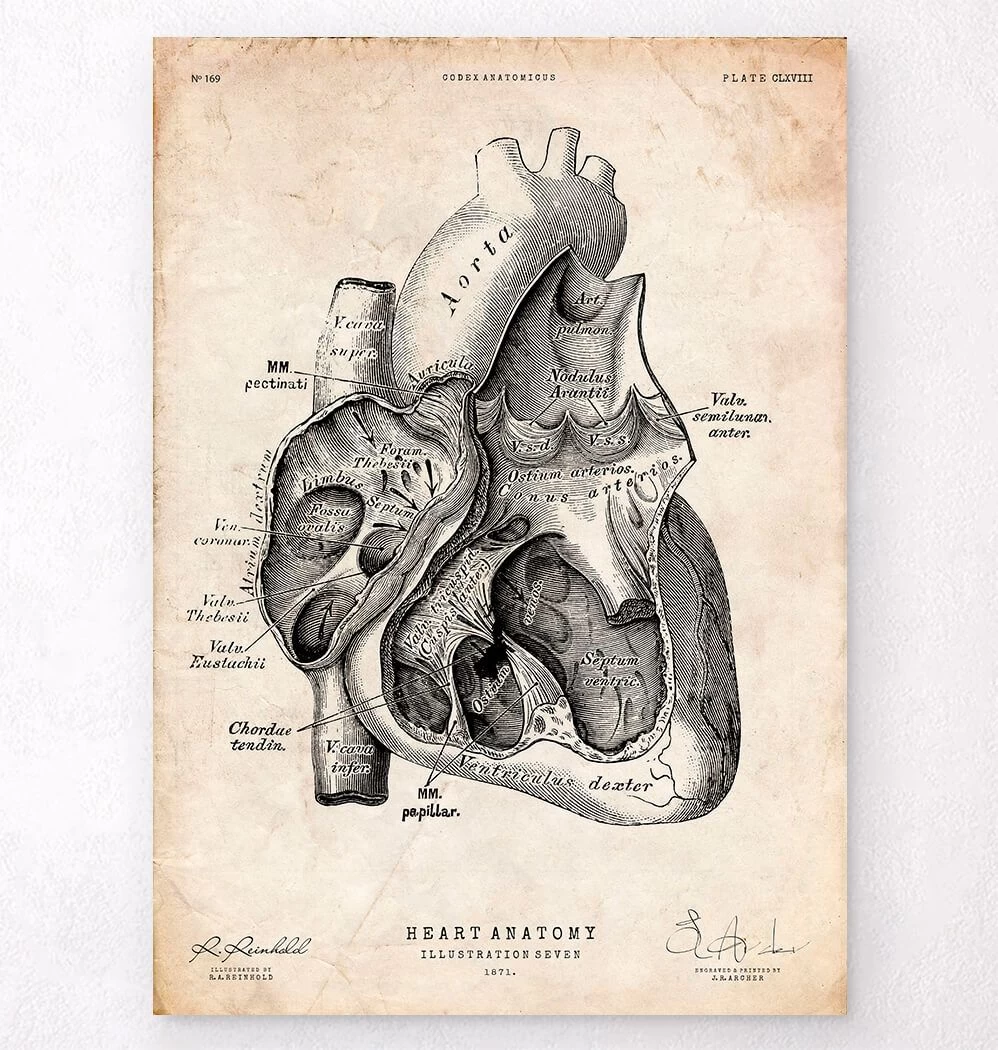 Heart Section Art Print I 3 Heart Section Art Print I
