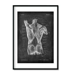 Torso Muscles Set Of 3 - Chalkboard -Codex Anatomicus Shop i2 8d7911ae b14d 4374 bd83 26f52d70acac