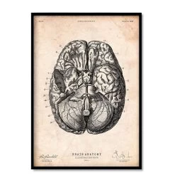 Bestsellers Set Of 3 - Vintage -Codex Anatomicus Shop i3