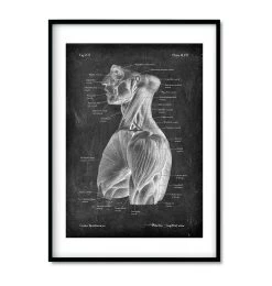 Torso Muscles Set Of 3 - Chalkboard -Codex Anatomicus Shop i3 3353509f 8027 4181 9e75 f9e54186d77b