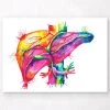 Liver Anatomy Art - Watercolor Splash -Codex Anatomicus Shop lpa157 fcd3f7a4 021c 465f 97e5 e7ebf3141156