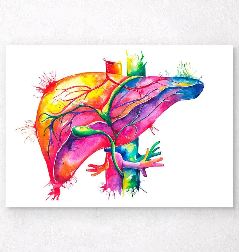 Liver Anatomy Art - Watercolor Splash 3 Liver Anatomy Art - Watercolor Splash