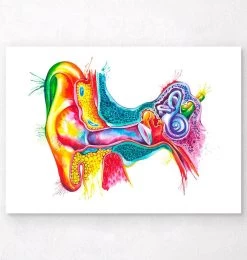 Ear Anatomy Art - Watercolor Splash