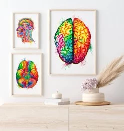 Brain Anatomy Art II - Watercolor Splash -Codex Anatomicus Shop lpa177 2