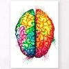 Brain Anatomy Art II - Watercolor Splash 2 Brain Anatomy Art II - Watercolor Splash -Codex Anatomicus Shop lpa177 ac7504d6 65e8 4180 9e16 530b41e9ab54