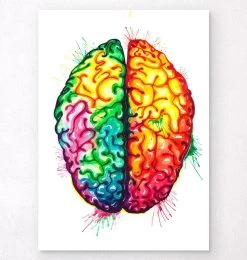 Brain Anatomy Art II - Watercolor Splash