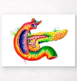 Pancreas Anatomy Art - Watercolor Splash