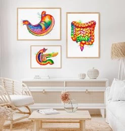 Stomach Anatomy Art - Watercolor Splash -Codex Anatomicus Shop lpa316 2