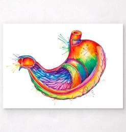 Stomach Anatomy Art - Watercolor Splash